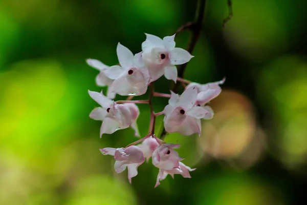 Las Flores Dendrobium Labios Pequeños Son Color Rosa Claro Flores —  Fotos de Stock