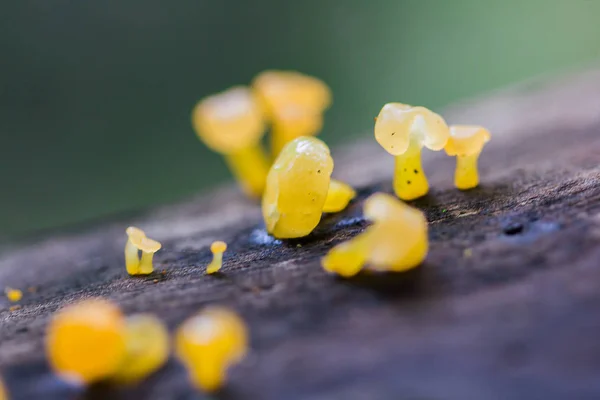 Gelber Pilz Auf Trockenem Holz Wald — Stockfoto