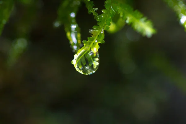 Gotas Agua Están Los Extremos Las Hojas Musgo — Foto de Stock