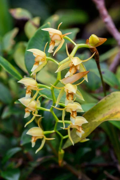 Vilda Orkidéer Gula Blommor Naturen — Stockfoto