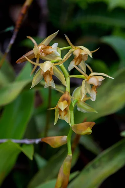 Orchidee Selvatiche Fiori Gialli Natur — Foto Stock