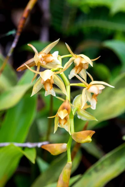 Wilde Orchideen Gelbe Blüten Natur — Stockfoto