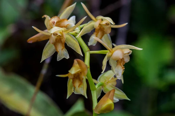 Wilde Orchideen Gelbe Blüten Natur — Stockfoto