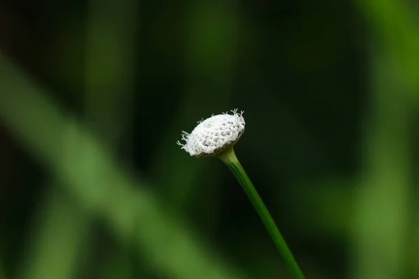 Melampodium Leucanthum Természetben Kis Fehér Virágok Egy Cserje Amely Földre — Stock Fotó