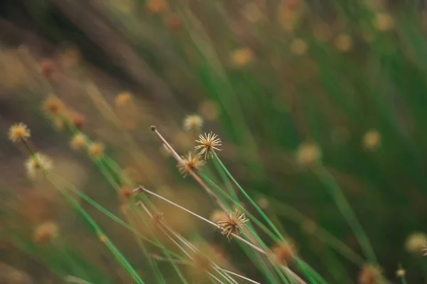 Pyłek Trawy Zaczyna Wysychać Nowego Kwitnienia — Zdjęcie stockowe