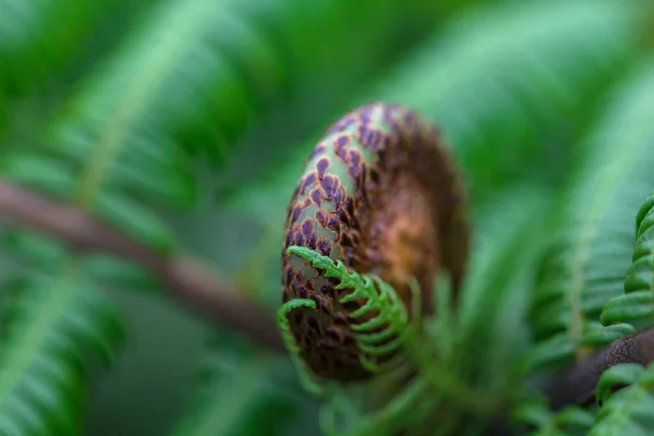 Close Shots Green Black Fern Leaves Curled — Stock Photo, Image