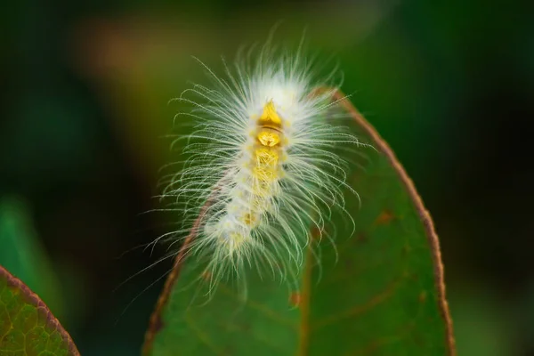 Primeros Planos Gusanos Blancos Las Hojas —  Fotos de Stock