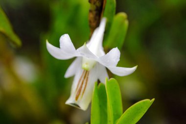 Dendrobium ellipsophyllum, kuru dökmeyen ormanda bulunan beyaz yaprakları