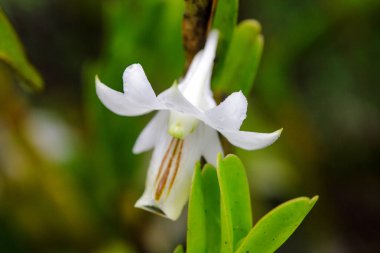 Dendrobium ellipsophyllum, kuru dökmeyen ormanda bulunan beyaz yaprakları