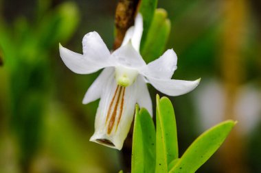 Dendrobium ellipsophyllum, kuru dökmeyen ormanda bulunan beyaz yaprakları