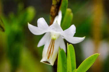 Dendrobium ellipsophyllum, kuru dökmeyen ormanda bulunan beyaz yaprakları