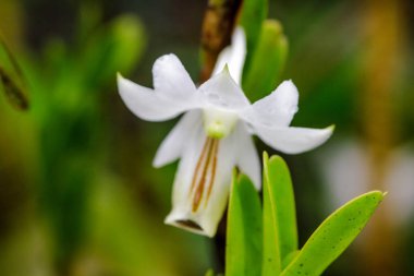 Dendrobium ellipsophyllum, kuru dökmeyen ormanda bulunan beyaz yaprakları