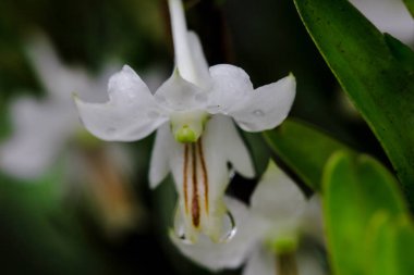 Dendrobium ellipsophyllum, kuru dökmeyen ormanda bulunan beyaz yaprakları