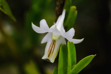 Dendrobium ellipsophyllum, kuru dökmeyen ormanda bulunan beyaz yaprakları