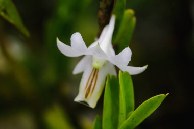 Dendrobium ellipsophyllum, kuru dökmeyen ormanda bulunan beyaz yaprakları