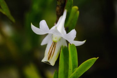 Dendrobium ellipsophyllum, kuru dökmeyen ormanda bulunan beyaz yaprakları