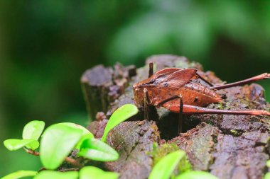 Doğada Mecopoda elongata siyah nokta ile dekore kahverengi bir gövde Kanatları vardır
