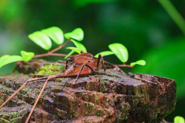 Doğada Mecopoda elongata siyah nokta ile dekore kahverengi bir gövde Kanatları vardır