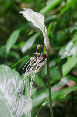 Tacca chantrieri Andre doğada. Çiçekler mor, siyah veya koyu yeşil.