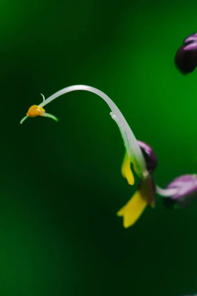 Globba Winitii Purpurowy Kwiatostan Roślina Podziemnym Bagażnikiem — Zdjęcie stockowe