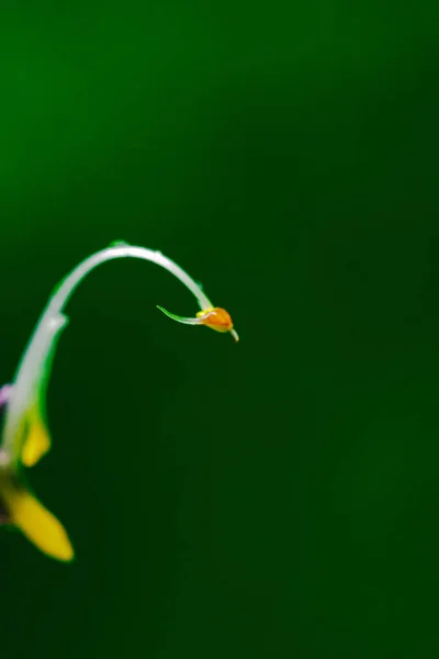 Παγκοσμιοποιηση Winitii Μια Μωβ Ινανθίδα Είναι Ένα Φυτό Ένα Υπόγειο — Φωτογραφία Αρχείου
