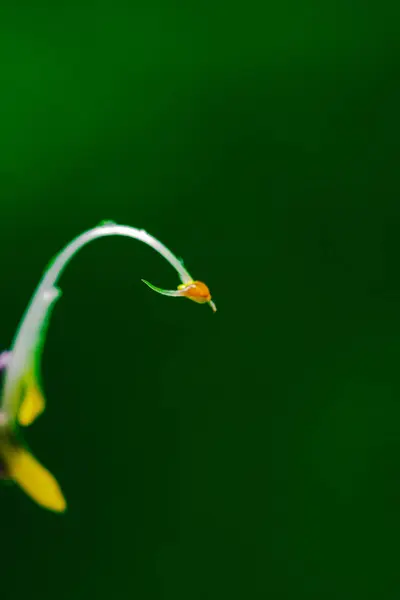 Globba Winitii Una Inflorescencia Púrpura Una Planta Con Tronco Subterráneo —  Fotos de Stock