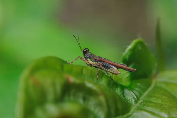 Small Brown Grasshopper Leaves Nature — Stock Photo, Image