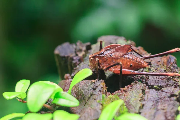 Mecopoda Elongata Nature Has Brown Body Wings Decorated Black Dots — Stock Photo, Image