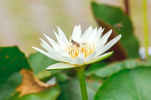 Včely Bílé Lotosové Květy Krásně Rozkvetou — Stock fotografie
