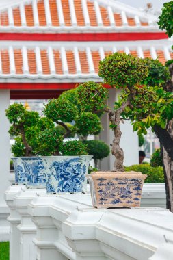 Beyaz bir duvara yerleştirilen tencere bonsai