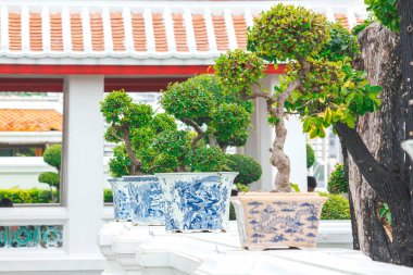 Beyaz bir duvara yerleştirilen tencere bonsai