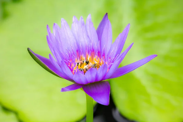 The bees are in the purple lotus bloom, sucking the nectar, pollen.