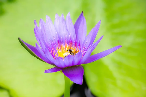 Abelhas Estão Flor Lótus Roxo Chupando Néctar Pólen — Fotografia de Stock