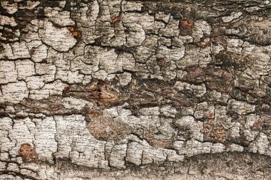 Ağacın kabuğu doğada kurudur..