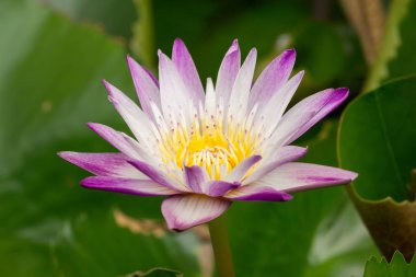 Arılar mor lotus çiçek, nektar emme, polen.