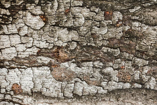Φλοιός Του Δέντρου Είναι Ξηρός Στη Φύση — Φωτογραφία Αρχείου