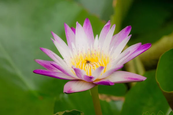 The bees are in the purple lotus bloom, sucking the nectar, pollen.