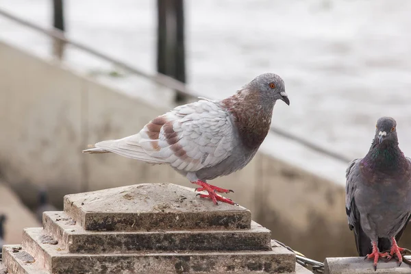 울타리 비둘기 — 스톡 사진