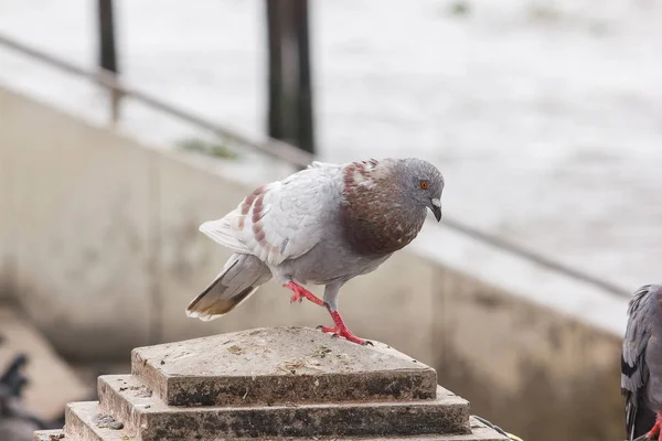 Dove Końcu Ogrodzenia — Zdjęcie stockowe