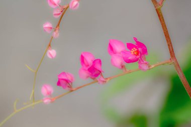 Antigonon leptopot çiçeği küçük pembe bir buket.