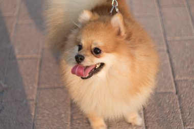 Pomeranian uyanık, neşeli, meraklı görünüyor.