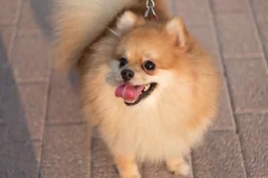Pomeranian uyanık, neşeli, meraklı görünüyor.