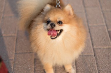 Pomeranian uyanık, neşeli, meraklı görünüyor.