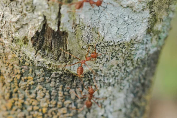 Kırmızı Karıncalar Ağacın Kabuğunda Yürüyorlar — Stok fotoğraf