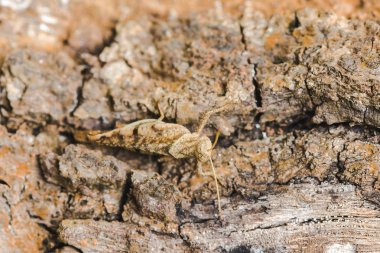 Küçük bir kabuk üzerinde Kahverengi çekirge uyum içinde doğa taklit.