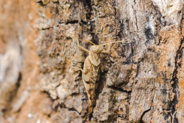 Küçük bir kabuk üzerinde Kahverengi çekirge uyum içinde doğa taklit.