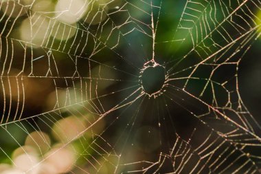 Örümcek ağları doğada sabah güneş ışığı nı yansıtır.