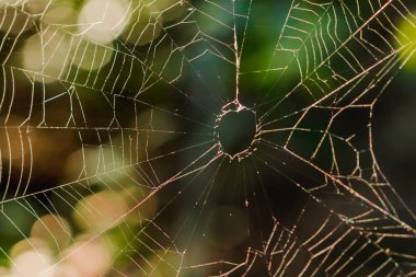 Örümcek ağları doğada sabah güneş ışığı nı yansıtır.