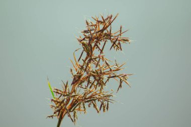 Yaz aylarında doğal kuru ot Bir bienal bitki ve bir ot