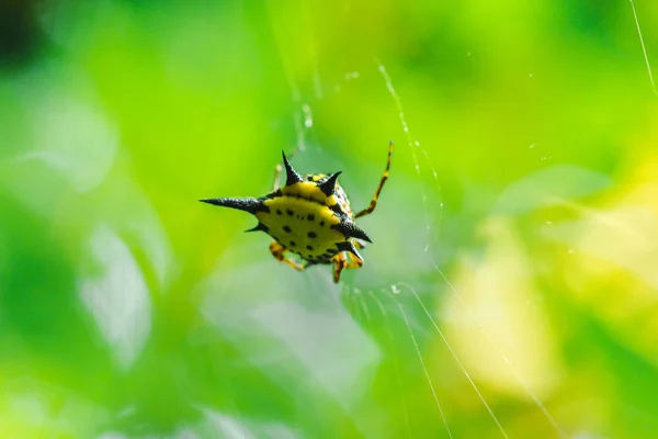 Orbe Espinoso Tejedor Naturaleza Puede Encontrar Todo Mundo Pero Sin — Foto de Stock